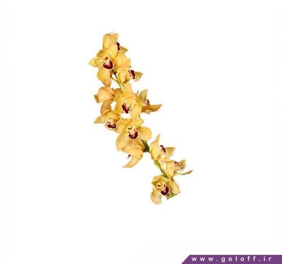 گل فروشی آنلاین -گل ارکیده سیمبیدیوم جیمر - Cymbidium Orchid | گل آف